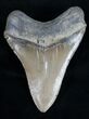 Serrated Megalodon Tooth - North Carolina #11316-2